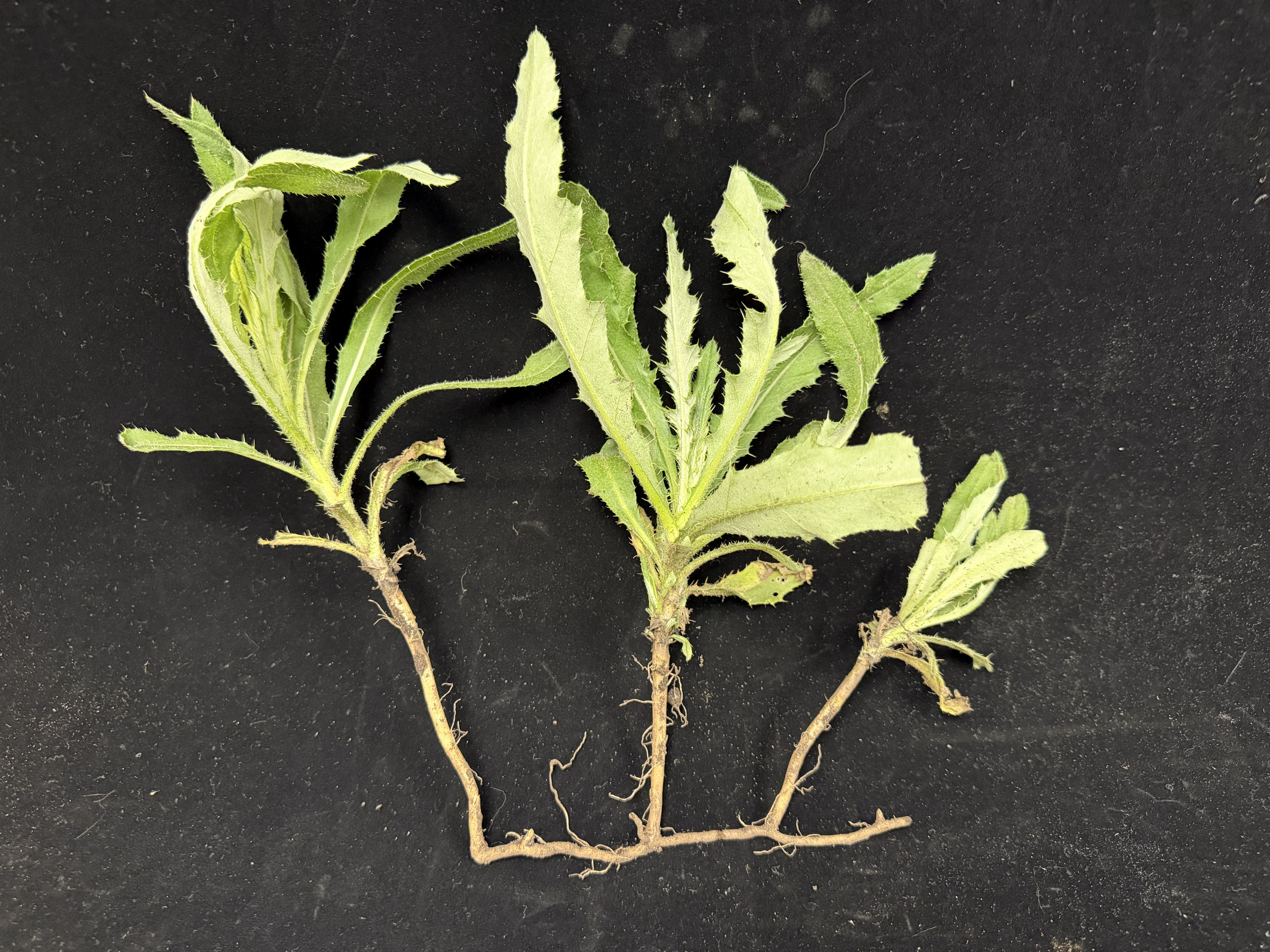 Figure 5- Canada thistle May2026 ECH 1.jpg